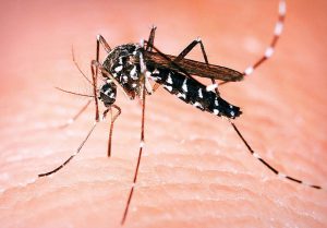 Informacija o aktuelnoj epidemiološkoj situaciji groznice Zapadnog Nila na teritoriji Srbije