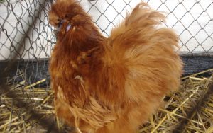 U Subotici će biti organizovana međunarodna izložba