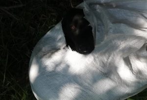 MONSTRUOZNO: PAS ZAVEZAN U DŽAK, A ZATIM BAČEN U KANAL (FOTOGRAFIJE)