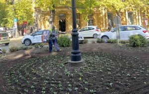 Vredni radnici JKP “Čistoća i Zelenilo” Subotica ulepšavaju naš grad