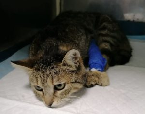 Čudesna priča o subotičkoj mački Lori koju morate da pročitate