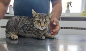 Mačoru Peri, budućem subotičkom profesionalnom lovcu na miševe potrebna naša pomoć