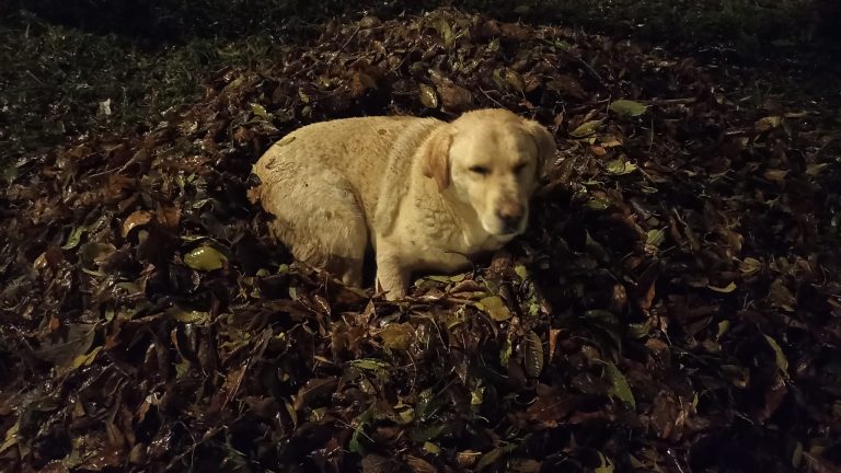 Apel da se pomogne psu na Prozivci. Imamo lepe vesti