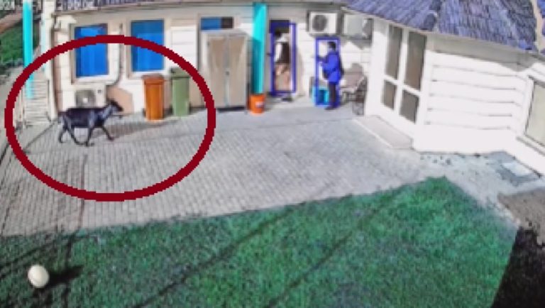 KOZA JURILA MLADIĆA U SUBOTICI  – VIDEO