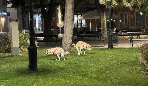 KUKAONICA: Timski rad, a vlasnik je uradio ovo