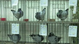 Subotica, grad golubara