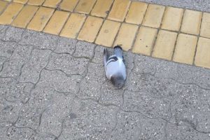 Mrtve ptice “padaju sa neba” u Subotici