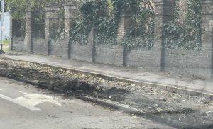 KUKAONICA: “Izvađena živa ograda, Segedinski put ostaje bez dela zelenila”