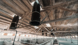 Prodaje se imovina farme Gakovo iz Subotice