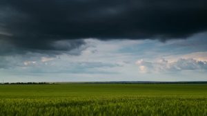 Subotički ratari željno očekuju kišu