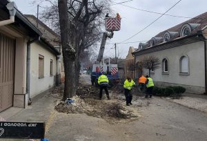 Subotica u jesenjoj transformaciji: JKP Čistoća i zelenilo orezivanjem stabala unosi svežinu u ulicu Žarka Zrenjanina