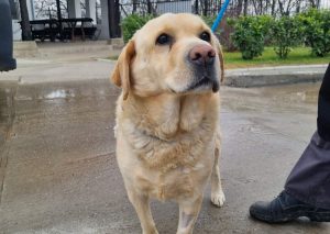 Otvorite Srce: Udomite psa iz prihvatilišta JKP “Čistoća i zelenilo” u Subotici