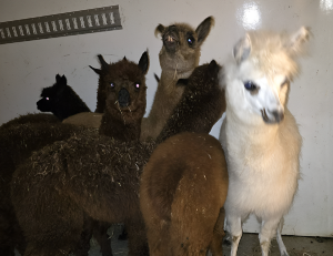 Sprečeno krijumčarenje ptica pevačica i lama