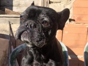 Njegove oči traže ljubav – pruži mu dom i postani njegov ceo svet