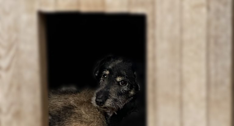 Nevin pogled koji topi srca: Kliknite i otkrijte ko čeka na vas