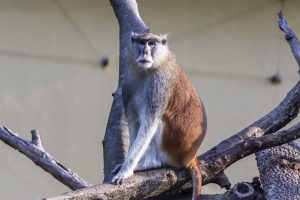 Životinje su u dobrom zdravstvenom stanju. OBAVLJEN VANREDNI INSPEKCIJSKI NADZOR U ZOO VRTU PALIĆ