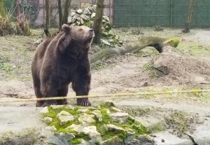 Zoo vrt Palić: Medved Medeni i prognoza kraja zime