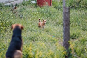 Subotičanin u porodičnoj kući čuva 30 pasa, komšije traže da se životinje izmeste