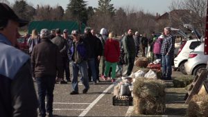 Prošetajte sa nama Golupčijom pijacom u Subotici: Raj za ljubitelje životinja i dobre priče