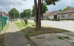 Održavanje zelenih površina u Subotici. FOTOGRAFIJE