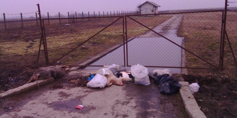 Neodgovorno “bacanje” uginulih životinja nedaleko od stočnog groblja u Subotici