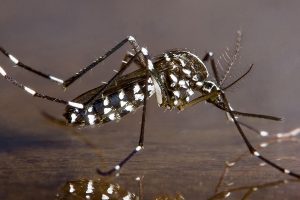 Najava tretmana suzbijanja odraslih komaraca na teritoriji Subotice