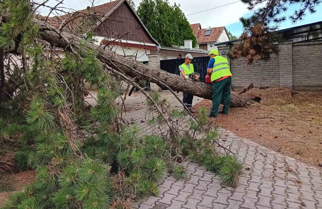 Brza reakcija nakon oluje: Ekipe „Zelenila“ raščišćavale grad posle nevremena