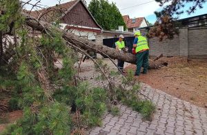 Brza reakcija nakon oluje: Ekipe „Zelenila“ raščišćavale grad posle nevremena