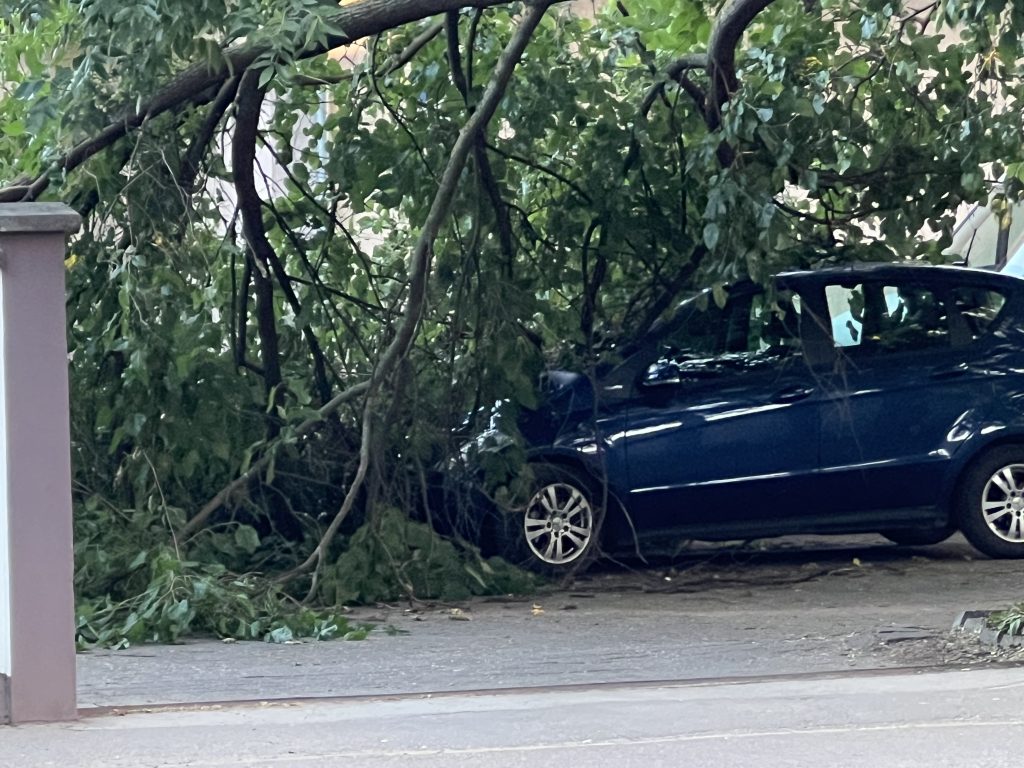 PALA GRANA U DVORIŠTU AMBULANTE BROJ 6 NA SEGEDINSKOM PUTU