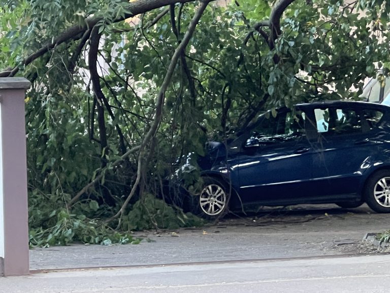 PALA GRANA U DVORIŠTU AMBULANTE BROJ 6 NA SEGEDINSKOM PUTU
