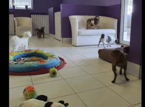 Da li ste znali da u Subotici postoji hotel za pse i mačke?