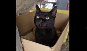 Vlasnik nudi nagradu: Ako ste videli ovu crnu macu, javite se!