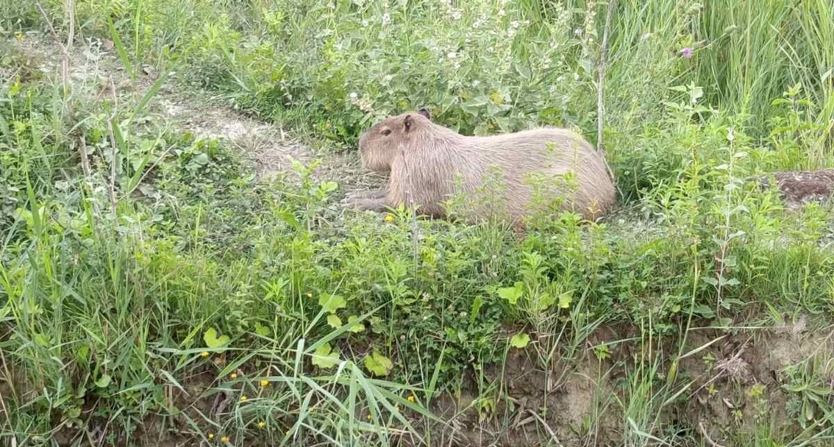Palićki zoološki vrt bogatiji je za još jednog simpatičnog stanovnika