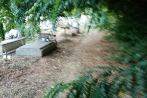 KUKAONICA: „Užasno zapušteno Bajsko groblje – grane i korov prekrivaju staze i grobove“