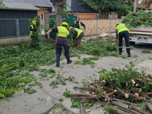 Orezivanje stabala u Subotici radi bezbednosti elektro-vodova