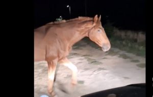 Voziš, a pored tebe šeta konj – nesvakidašnji prizor u Subotici
