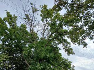 Grane drveća ugrožavaju elektro-vodove