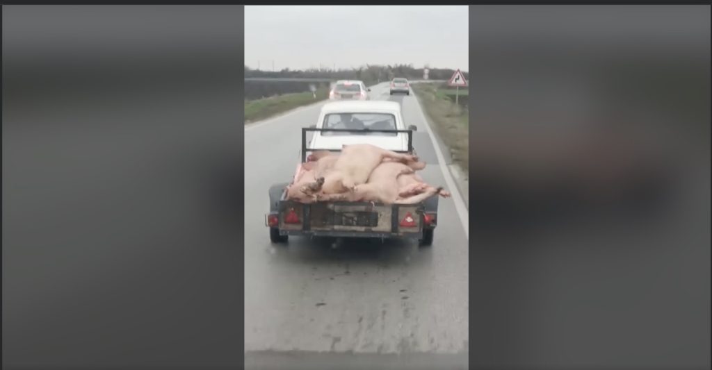 Ovako se ne vozi: Sa “Zastavom 101” u prikolici bez tablica prevozi zaklane svinje (VIDEO)