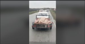 Ovako se ne vozi: Sa “Zastavom 101” u prikolici bez tablica prevozi zaklane svinje (VIDEO)