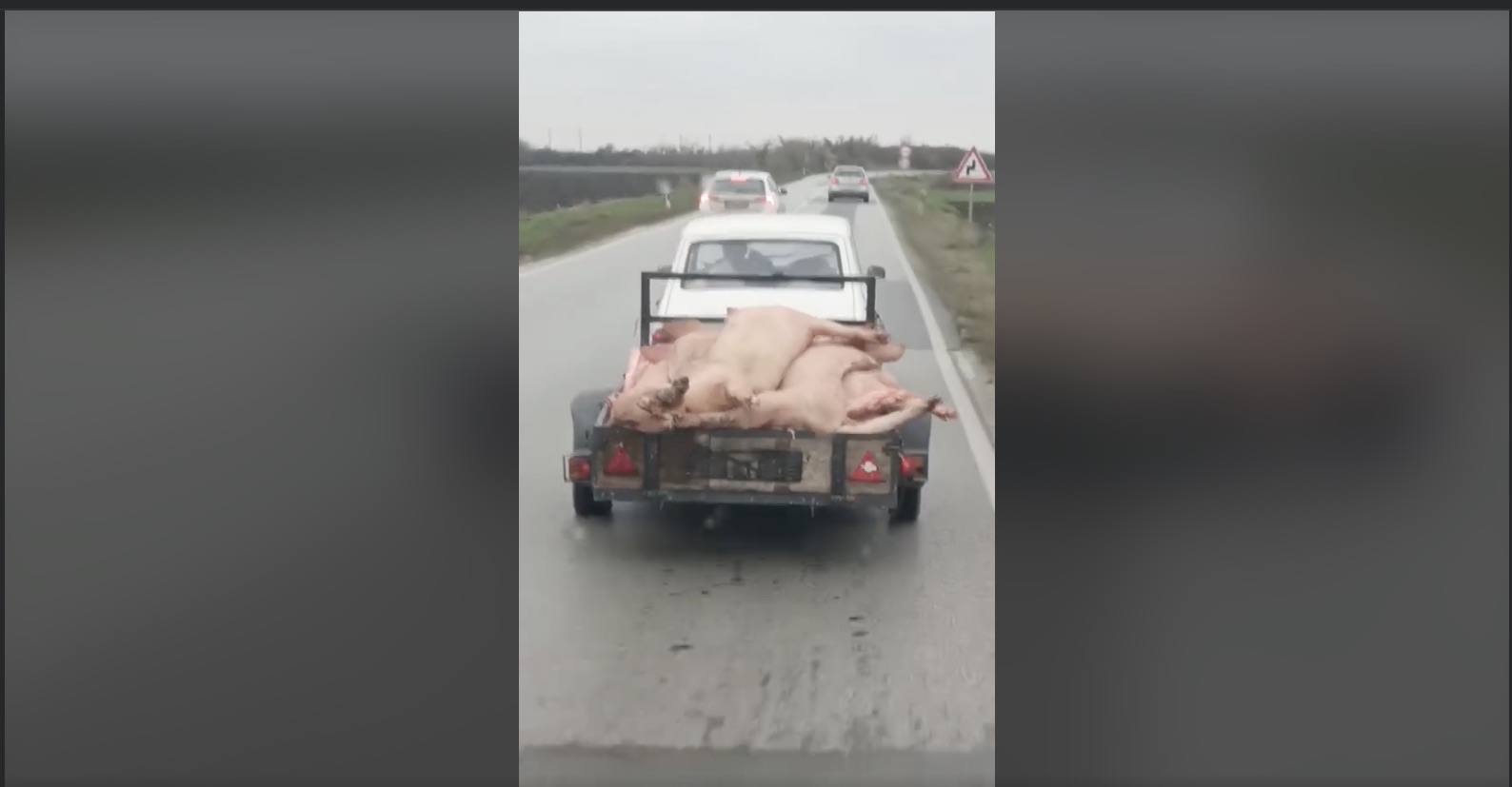Ovako se ne vozi: Sa “Zastavom 101” u prikolici bez tablica prevozi zaklane svinje (VIDEO)