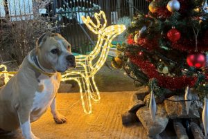 SUBOTICA U PRAZNIČNOM SJAJU: JKP „Čistoća i zelenilo“ kao stub komunalnog reda i humanosti