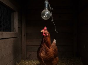 Servisne informacije za 23. DECEMBAR , UTORAK – STRUJA,VODA,ČISTOĆA I ZELENILO