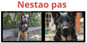 Druželjubivi i Pametni Don nestao u blizini Tavankuta! Vlasnik moli za HITNU pomoć Druželjubivi i Pametni Don nestao u blizini Tavankuta! Vlasnik moli za HITNU pomoć