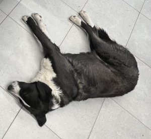 Pohvala za ljudskost i empatiju: Heroji iz senke u Subotici