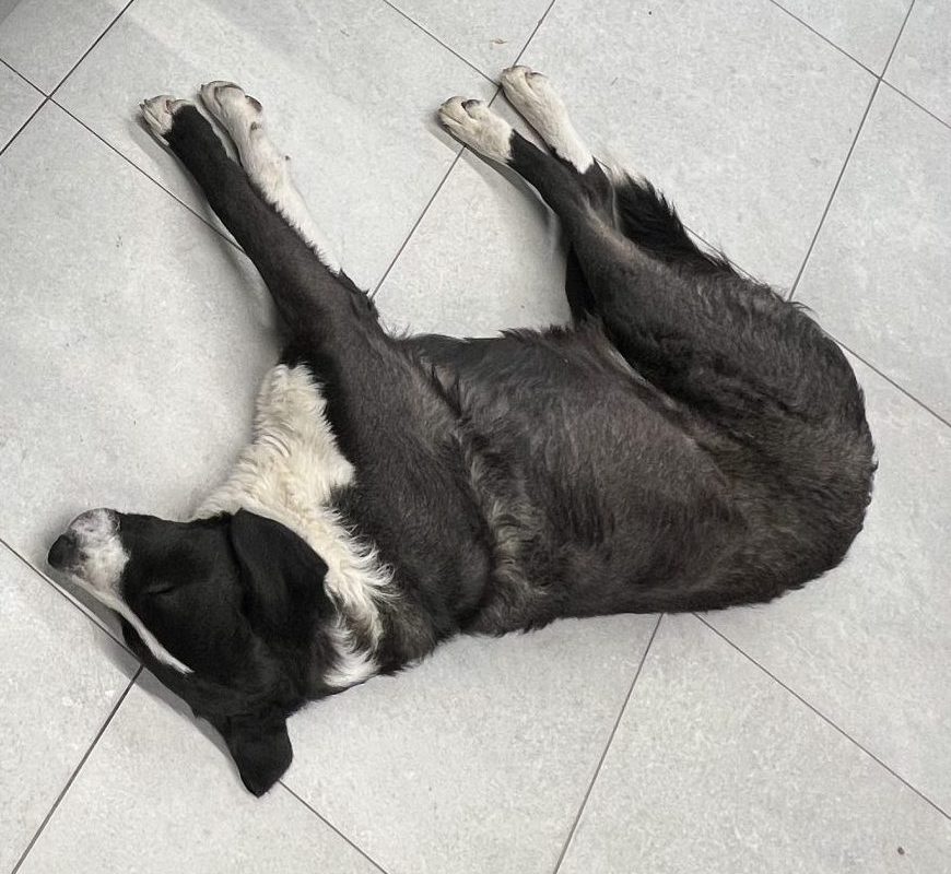 Pohvala za ljudskost i empatiju: Heroji iz senke u Subotici