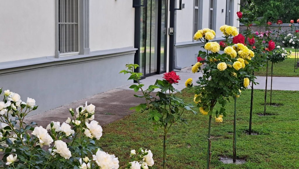 Ružičnjak subotičkog  biskupskog Ordinarijata u punom sjaju