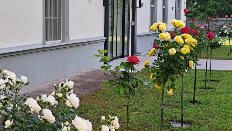 Ružičnjak subotičkog  biskupskog Ordinarijata u punom sjaju