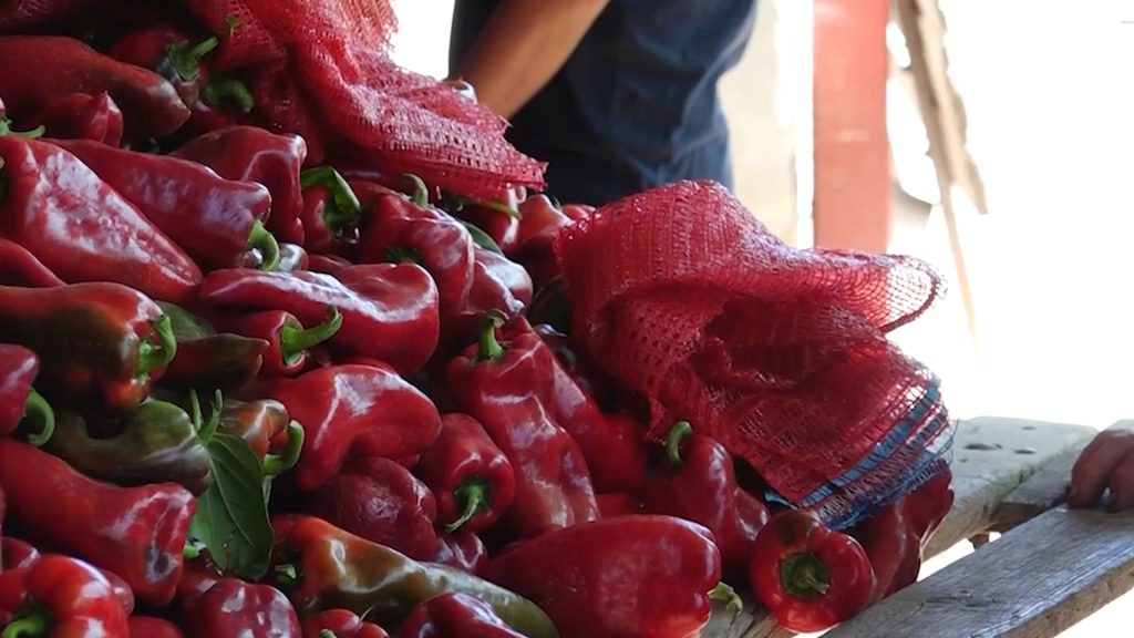 Posla ima, radnika sve manje: Koliko mogu da zarade sezonci u Subotici